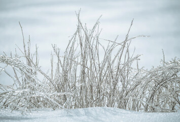 Winter natural background. frozen grass in the ice on the snow. Crystal grass.