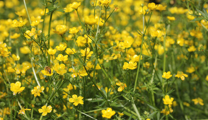 Texas Wildflower Yellow Buttercup Ranunculus bulbosus - Bulbous Buttercup