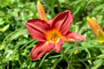 Fototapeta premium オレンジ色のヤブカンゾウの花