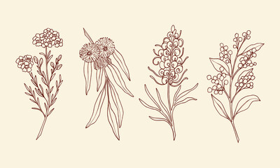 Hand drawn waxflower, blue gum eucalyptus, grevillea, wattle. Sketch Australian native flowers and plants.  - obrazy, fototapety, plakaty