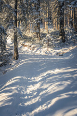 Hiking trail in a forest, Western Tatra Mountains, Poland. Sunny December morning, footprints on fresh snow. Selective focus on the texture, blurred background.