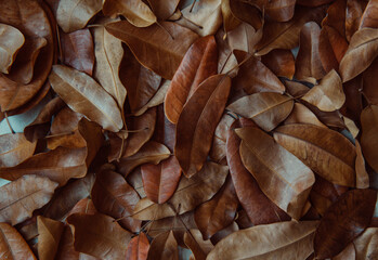Background of scattered dry leaves. Wallpaper of natural elements.