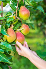 Harvesting. Vertical photography. A woman's hand picks a pear. Ripe autumn pears on a blurred background in sunlight.