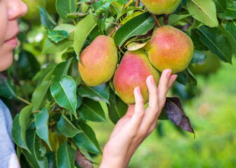 Aroma. Ripe autumn pears on a blurred background in the sunbeams. Harvesting. A woman's hand picks a pear.