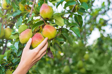 Harvesting pears. Ripe autumn pears on a blurred background.