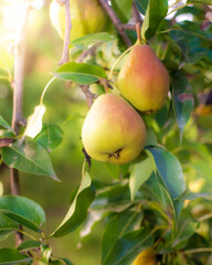 Ripe autumn pears on a blurred background in sunlight.