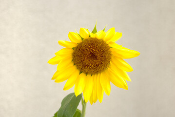 黄色い向日葵の花