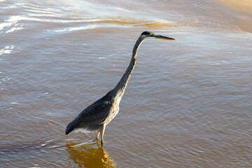 Young Great blue heron on the edge of the lake Michigan