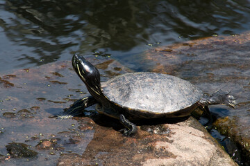 Sydney Australia, western painted turtle sunbaking on stone blocks in pond