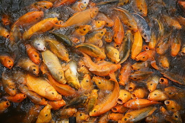 close up of a lot of fish