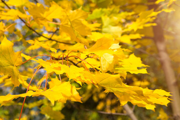 Fototapeta na wymiar Yellow maple leaves along a residential apartment building. Autumn landscape, Sunny weather, Indian summer. Back to school, space for text
