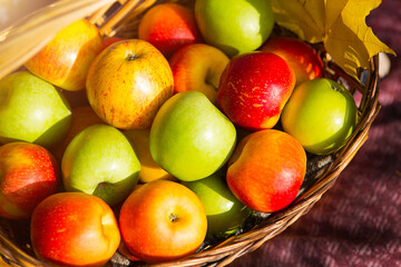 Fresh delicious natural apples different varieties in a basket close - up - yellow, green, red. Autumn, harvest festival, autumn mood. Vitamins, environmental friendliness. Autumn background