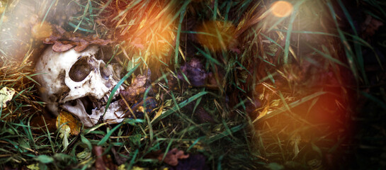 A human skull in the grass is buried under autumn leaves. Fake skull close - up in natural...