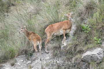 Mouflon female with cub in spring season (Ovis aries musimon)