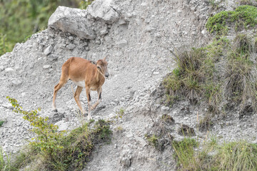 European mouflon female in the mountains (Ovis aries musimon)