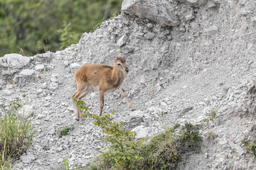 Young mouflon male in the mountains (Ovis aries musimon)