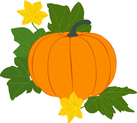 pumpkin. simple orange pumpkin and green leaves and yellow pumpkin flowers in summer spring autumn or fall season at harvest time for pumpkin festival or harvest festival or thanks giving day.