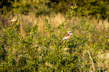 Vögel auf grünem Busch