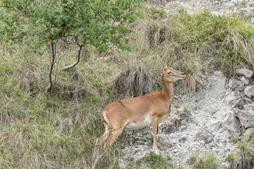 European mouflon female in the mountains (Ovis aries musimon)