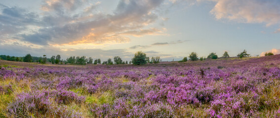 Dusk at the Wilseder Mountain, in the center of the Lueneburg Heath, with the purple characteristic blossoms in August