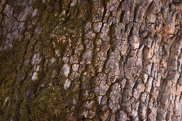 Wood-textured tree trunk bark, chestnut