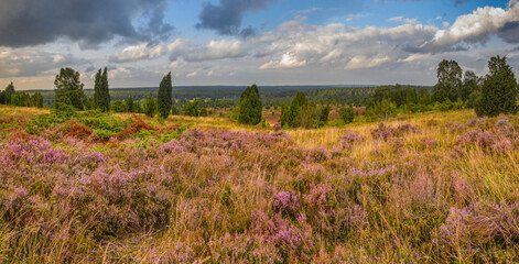 Far view from the Wilseder Peak with Juniper trees in the Lueneburg Heath