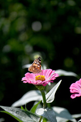 ッマグロヒョウモンチョウと百日草の花