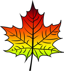 Maple Leaf vector colour autumn