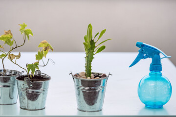 Hedera Helix, euphorbia trigona and blue water diffuser on a terrace table