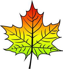 Maple Leaf vector colour autumn