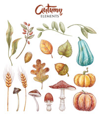 Autumn elements set. Yellow leaves, blue orange pumpkin. Forest mushrooms. Oak acorn, red berry, wheat spikelet