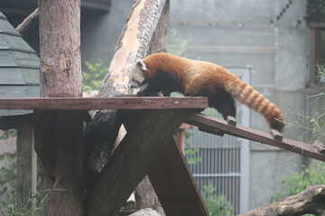 red panda in tree