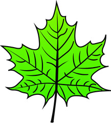 Maple Leaf vector colour autumn