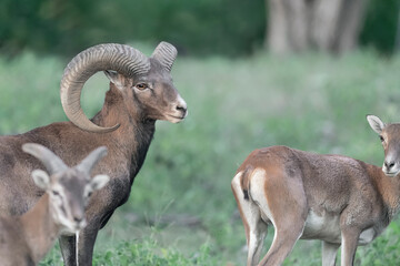 Mouflon male with female in the woodland (Ovis aries musimon)