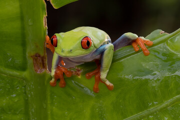 Red Eye tree frog slowly moving across the tree branch