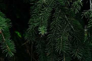 Spruce branches close up background.
