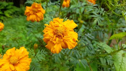 yellow flowers in the garden