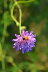 bee on a flower