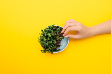 Hand taking microgreen sprout on yellow background flatlay