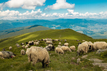 Fototapeta na wymiar A flock of sheep pasturing and walking in the mountains. Beautiful natural landscape