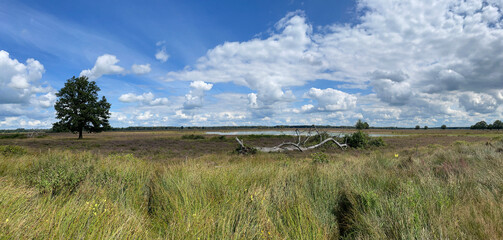 Panorama from scenery of the National Park Dwingelderveld