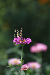 Fototapeta na wymiar アゲハチョウとジニアの花