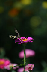 アゲハチョウとジニアの花