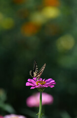 Obraz premium アゲハチョウとジニアの花