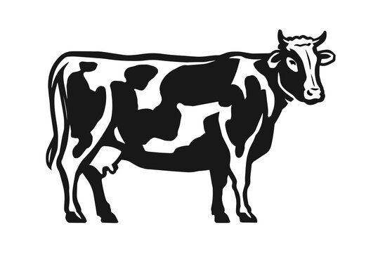 Spotted cow isolated on white background. Dairy food concept. Outline drawing vector illustration