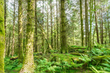 Moss covered rocks in Loch Coille-Bharr woodland  in Argyll and Bute, Scotland