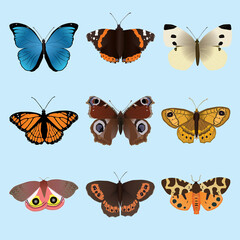A collection of butterflies and moths. There is a Morpho menelaus a Vanessa atalanta an Arran brown a small white, a viceroy, an European peacock, A wall brown, a garden Tiger moth and an io moth
