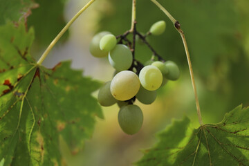 White grapes on a garden