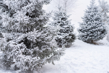 Fototapeta na wymiar Fluffy snow lies on a Christmas tree in the park in winter