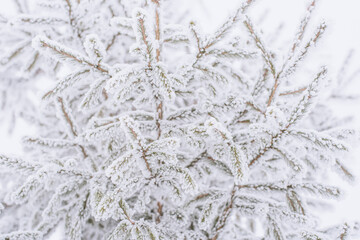 Snow lies on a Christmas tree in the park in winter